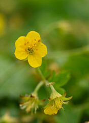 Beautiful close-up of waldsteinia geoides