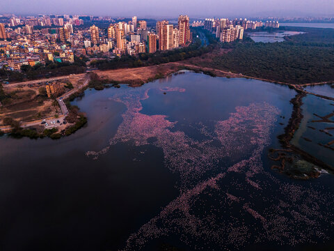 Aerial view of Flamingo-filled TS Chanakya Lake, Seawoods, Navi Mumbai, Maharashtra, India.