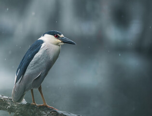 black-crowned night-heron