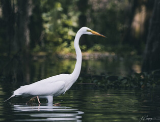 great white egret