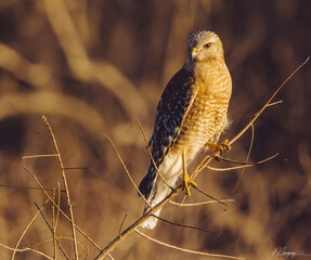 red-shouldered hawk