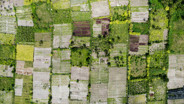 Aerial view of agricultural field, Thoddoo, Alif Alif Atoll, Maldives.