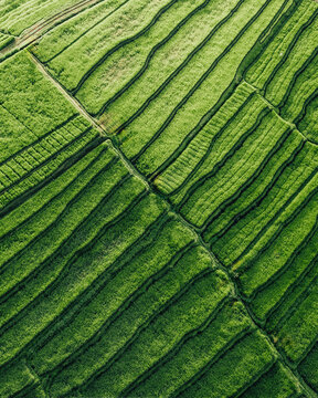 Aerial view of green ricefields in Penebel, Bali, Indonesia.