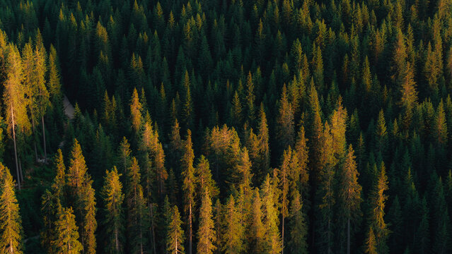 Aerial view of forest forms in Dolomiti, Welschnofen, South Tyrol, Italy.