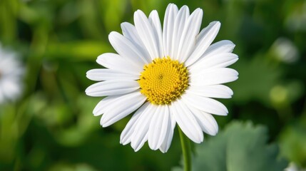 Fototapeta premium Lovely white Daisy with a yellow middle
