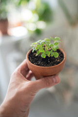 Man holding small Strawberry Fragaria plant in clay pot in hand, blurred background. Hobby, indoor gardening, growing fruits from seed concept