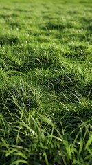 Fototapeta premium Sprawling verdant meadow with scattered deciduous trees. Pastoral landscape concept