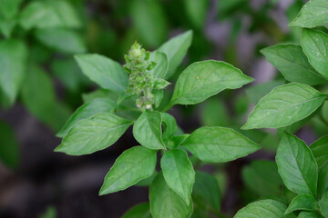 Ocimum basilicum plant in nature garden,sweet basil