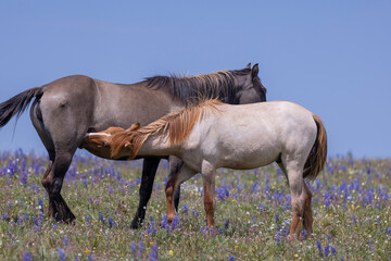 Wild Horse Mare and Foal in the Pryor Mountains Montana in Summer