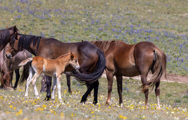 Wild Horse Mare and Foal in the Pryor Mountains Montana in Summer
