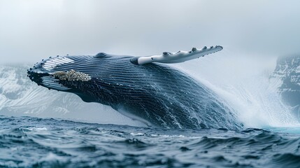 A majestic humpback whale breaching the surface, water cascading off its sleek body.