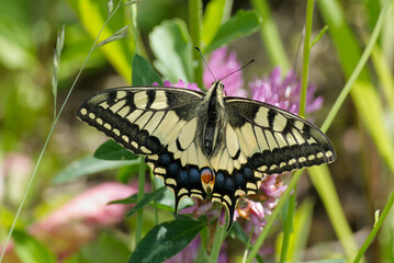 Old World Swallowtail or common yellow swallowtail (Papilio machaon) sitting on pink flower in Zurich, Switzerland
