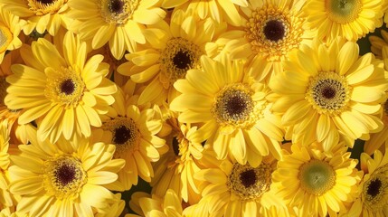 Flower Showcasing Bright and Elegant Yellow Daisies