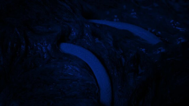Snake Alien Creature Slithering In The Dark