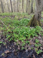 The forest in spring flowers