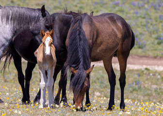 Wild Horse Mare and Foal in the Pryor Mountains Montana in Summer