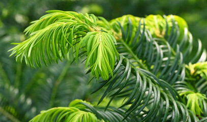 Beautiful close-up of cephalotaxus sinensis