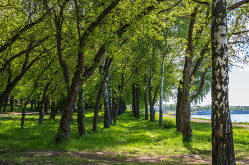 Footpath in a spring park in a birch grove on a riverbank.