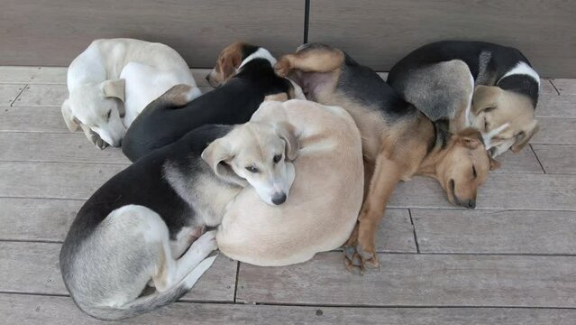 many dogs sleep close together, stray dogs live on the streets and form groups to protect themselves from the cold and enemies