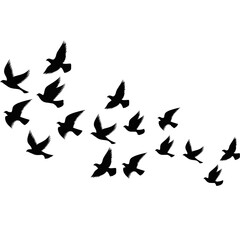 A flock of flying birds. Pigeons Flying Silhouettes. group of birds in the sky