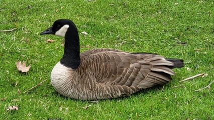 Une Bernache au repos