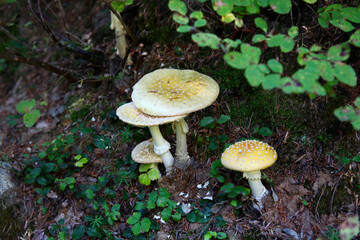 Yellow fly agarics in the forest near Vancouver, Canadian nature