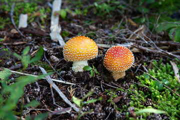 Several fly agarics in the forest near Vancouver, Canadian nature
