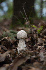 흰가시광대버섯