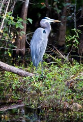 great blue heron