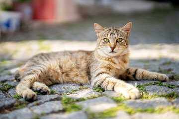 Relaxed Tabby Cat on Cobblestone Path – Charming Outdoor Feline Portrait in Sunlight