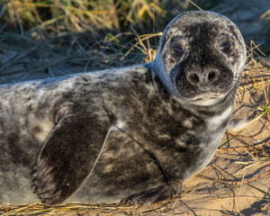 Atlantic Grey Seal in Norfolk, UK