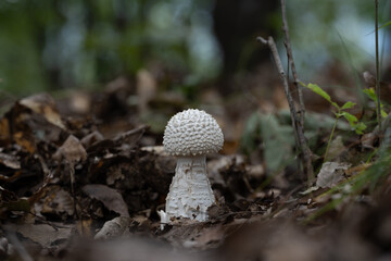 흰가시광대버섯