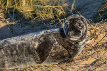 Atlantic Grey Seal in Norfolk, UK