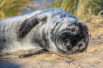 Atlantic Grey Seal in Norfolk, UK