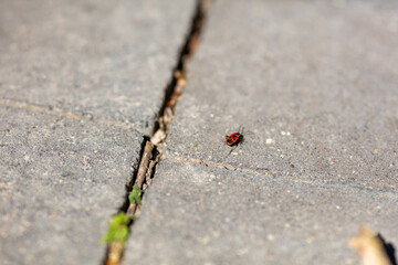 Small Red Ladybug on Pavement Between Cracked Concrete Slabs in Bright Daylight, Symbol of Resilience and Nature in Urban Environment, Tiny Insect On Rough Surface