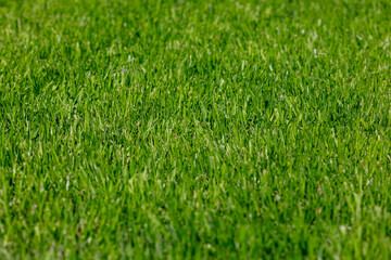 Vibrant Green Grass Lawn Close-Up, Fresh Blades of Grass in Springtime, Perfect Grass Texture for...