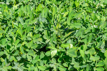 Obraz premium Peanut plantation on sunny day.