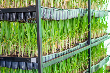 Sugarcane seedlings formed for planting.