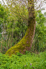 Bent tree trunk overgrown with moss. The tree grows in the Dutch De Biesbosch National Park in the province of North Brabant. The photo was taken on a cloudy day in spring.