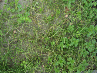 green meadow background