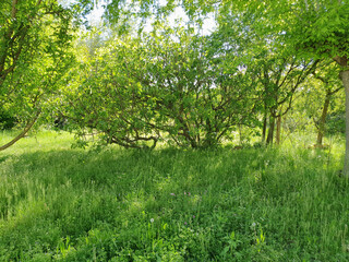 meadown and trees background