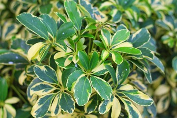 Schefflera arboricola (wali songo) with natural background. This plant common name is dwarf...