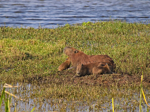 capybara and her cubs sunbathing in the Tiete river floodplain.