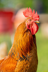 Vibrant Portrait of a Majestic Rooster in Natural Setting – Close-Up of Colorful Poultry Bird...