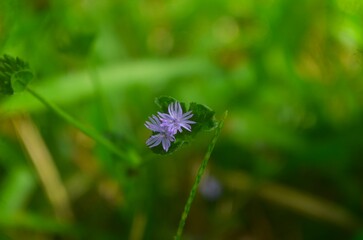 little purple flowers in the grass