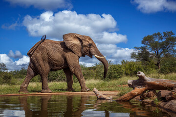African bush elephant walking along waterhole in Kruger National park, South Africa ; Specie...