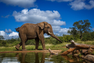 African bush elephant walking along waterhole in Kruger National park, South Africa ; Specie...