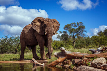 African bush elephant standing front view along waterhole in Kruger National park, South Africa ;...