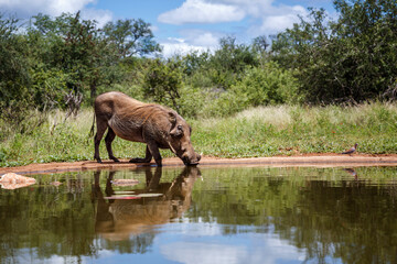 Fototapeta premium Common warthog walking into waterhole with reflection in Kruger National park, South Africa ; Specie Phacochoerus africanus family of Suidae