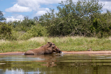Common warthog bathing in waterhole in Kruger National park, South Africa ; Specie Phacochoerus...